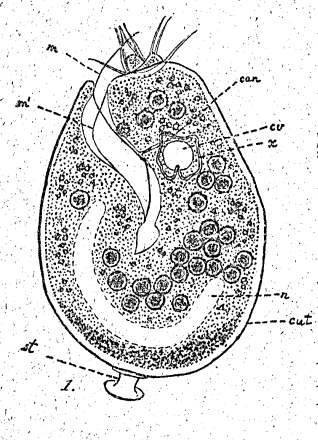 Ballodora dimorpha